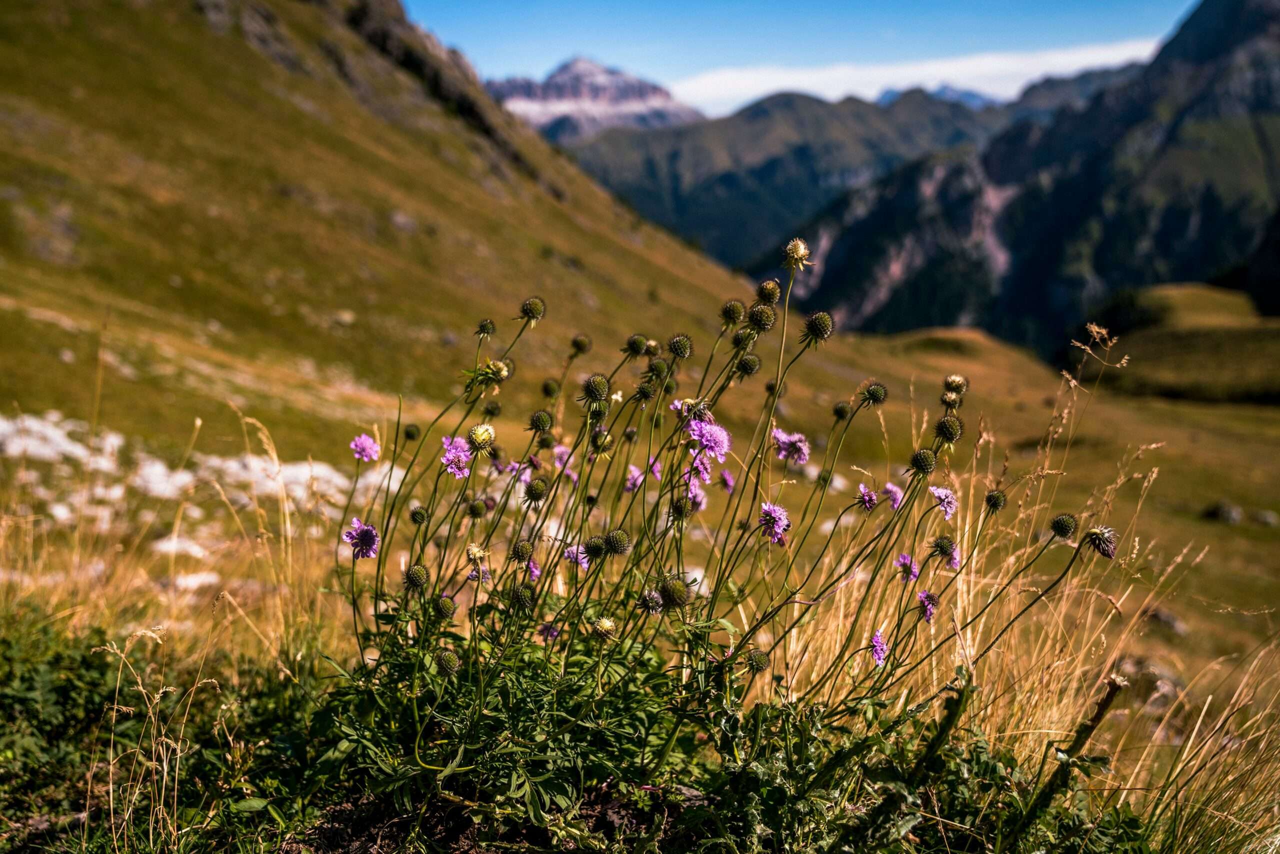 Photo by <a href="https://unsplash.com/@benguernsey?utm_source=unsplash&utm_medium=referral&utm_content=creditCopyText">Ben Guernsey</a> on <a href="https://unsplash.com/photos/wildflowers-growing-in-the-mountains-on-a-sunny-day-bGGlSyw5mZk?utm_source=unsplash&utm_medium=referral&utm_content=creditCopyText">Unsplash</a>